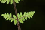 Hairy lipfern